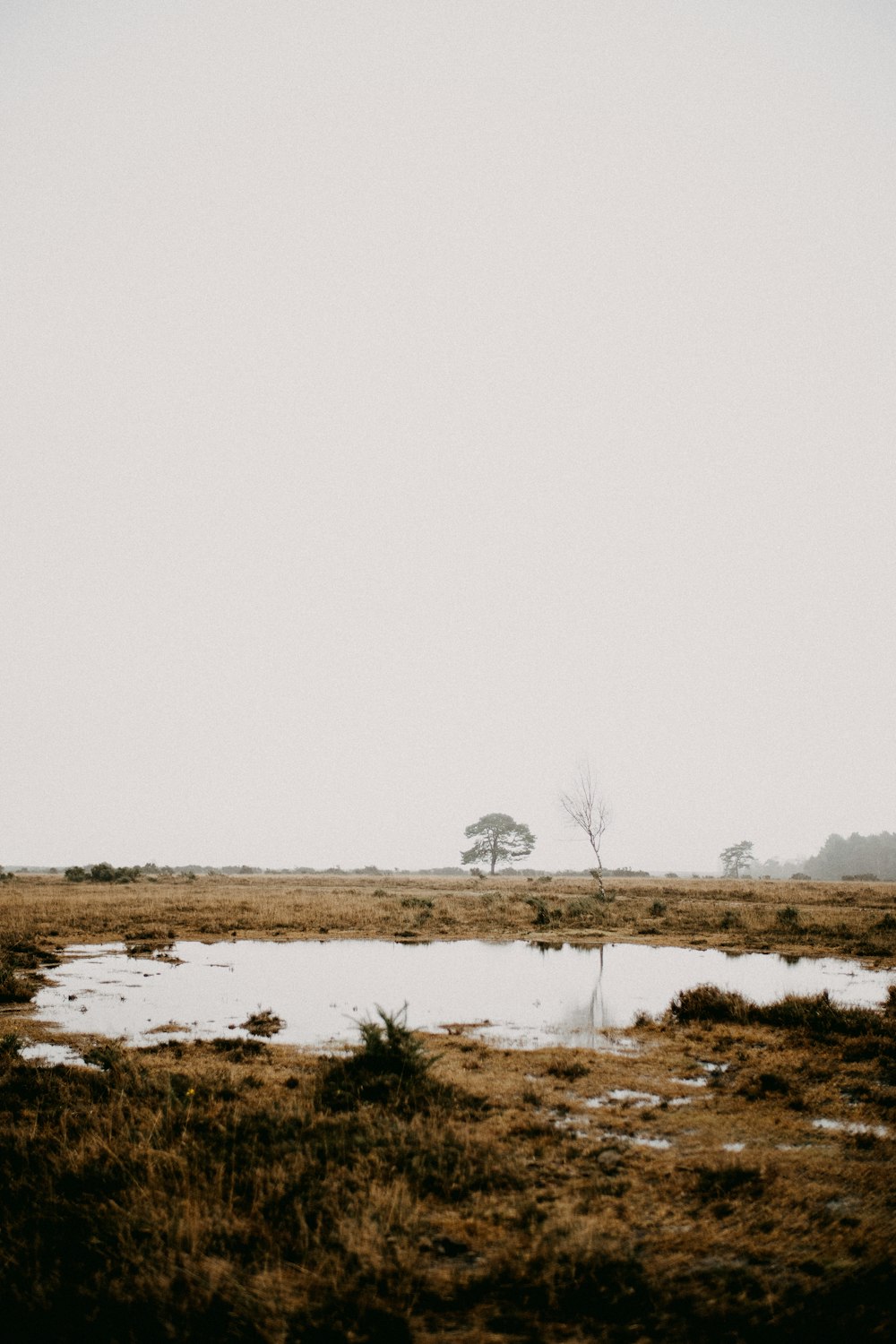 a lone tree stands in the middle of a field