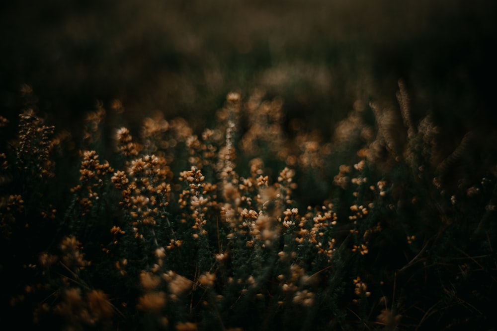 a bunch of flowers that are in the grass