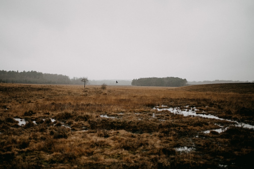 a field with a lone tree in the distance