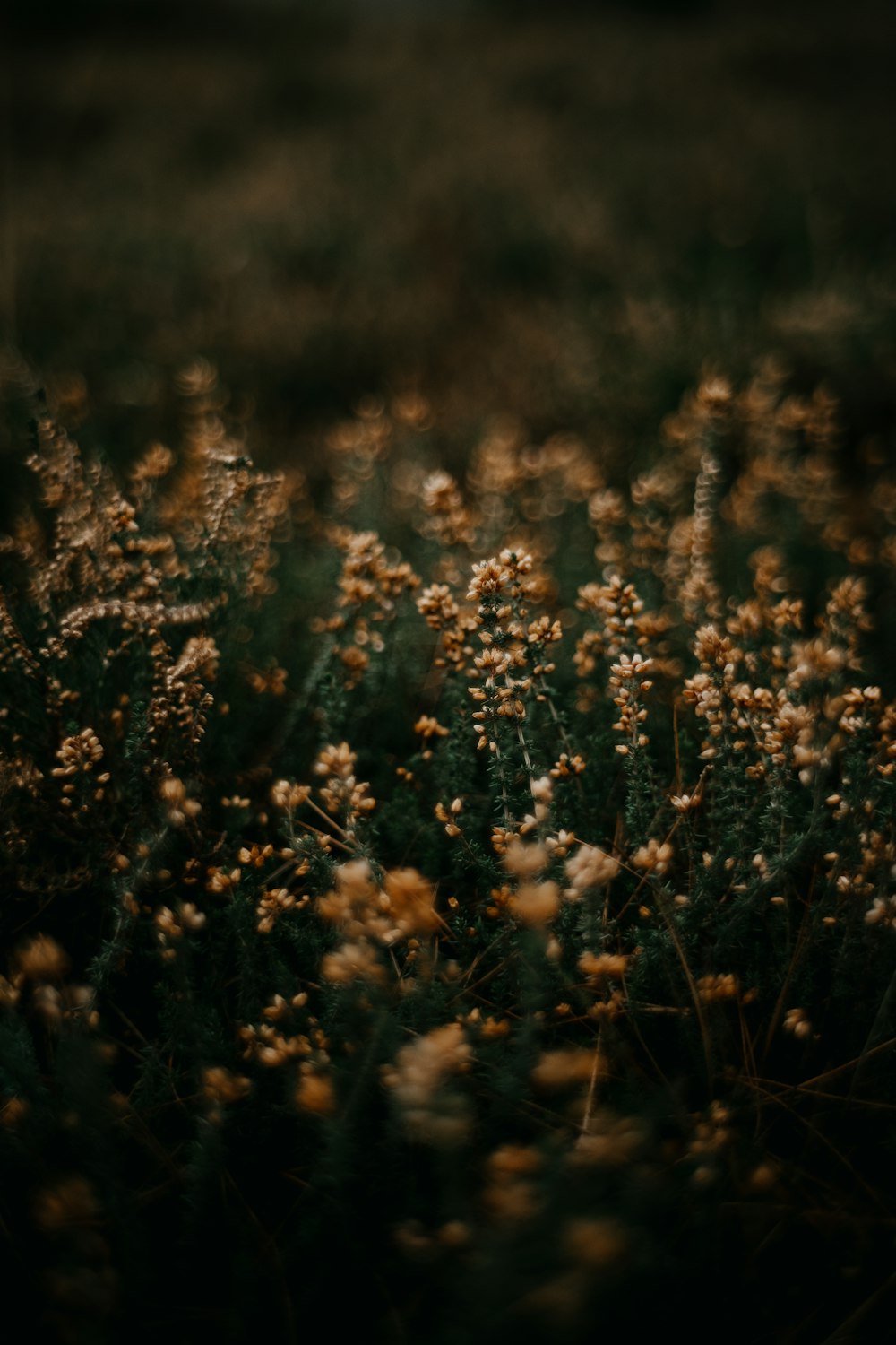 a bunch of flowers that are in the grass