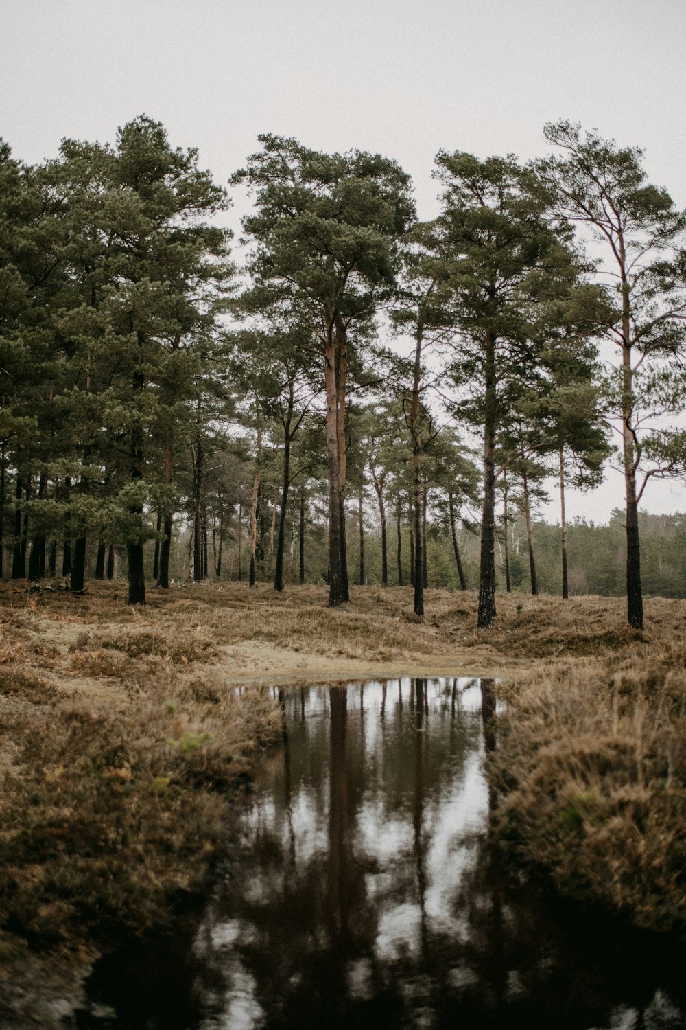 a body of water surrounded by trees and grass