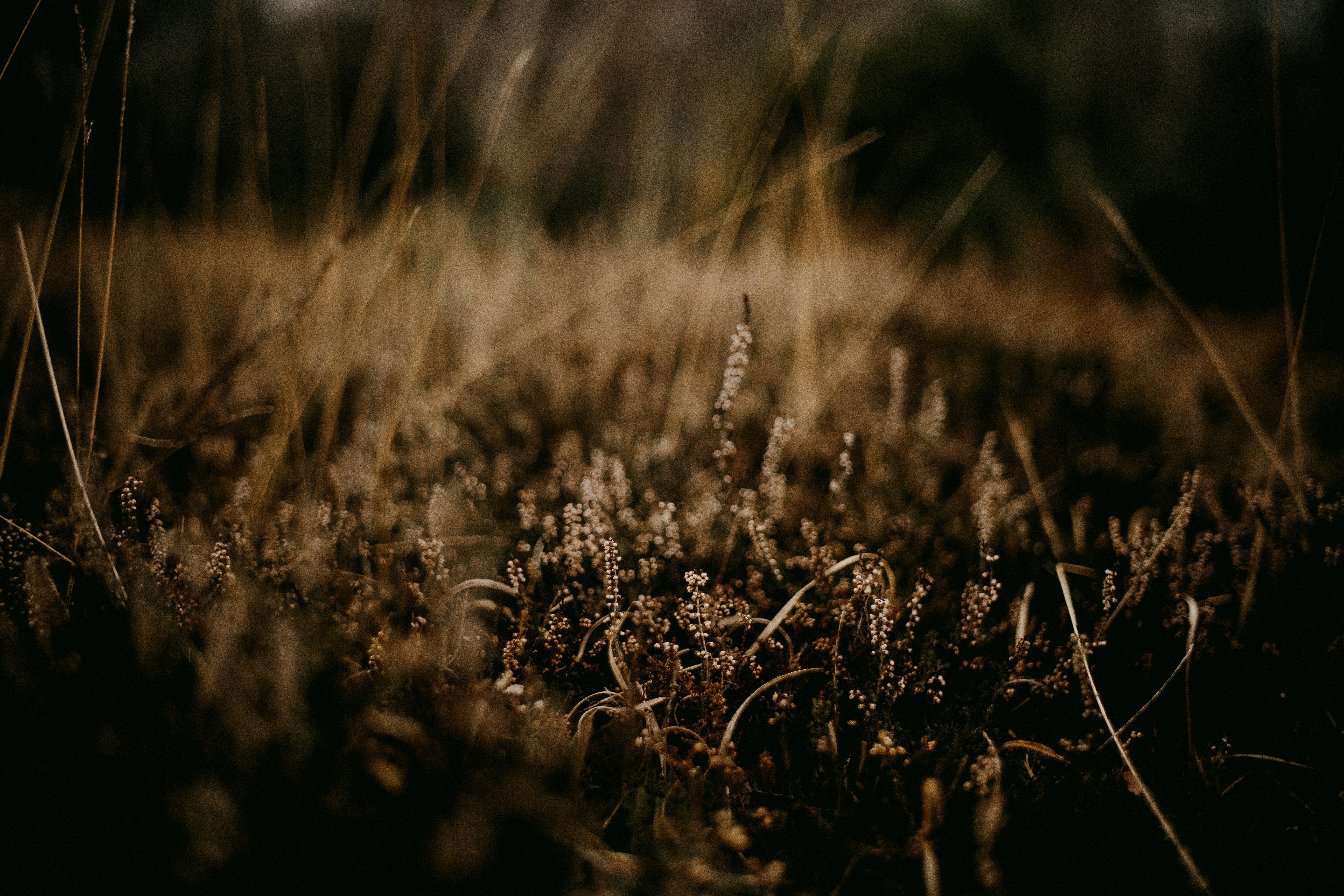 Photo by anniespratt