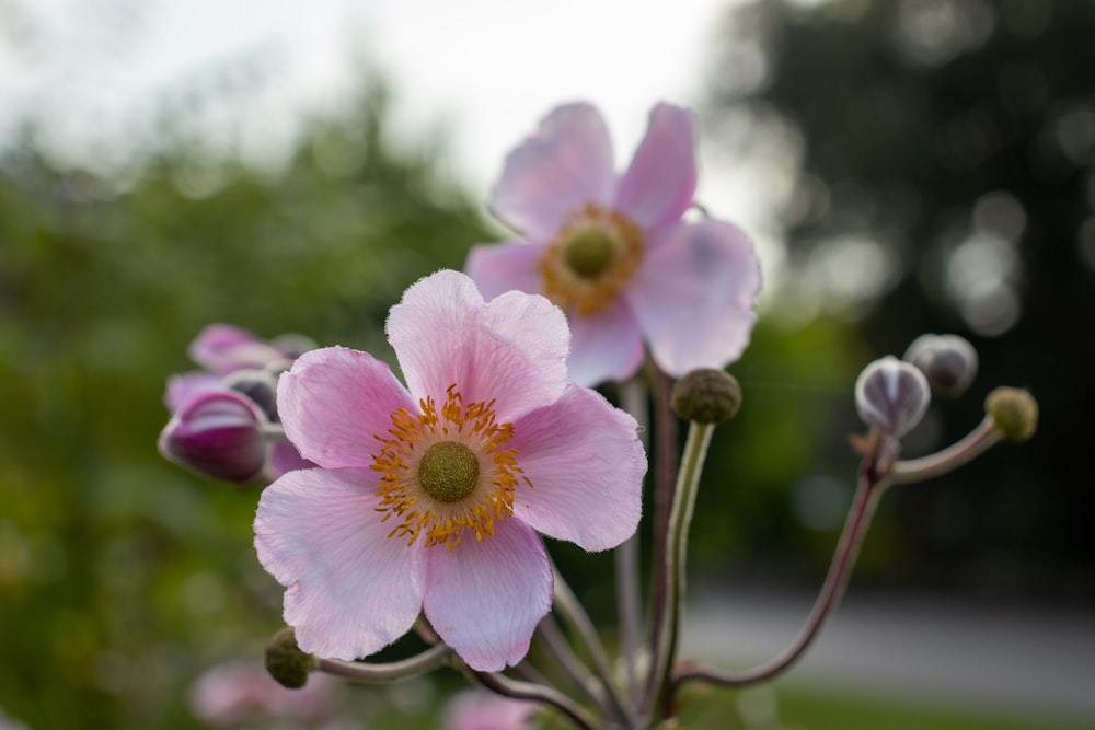 a close up of a pink flower with a blurry background