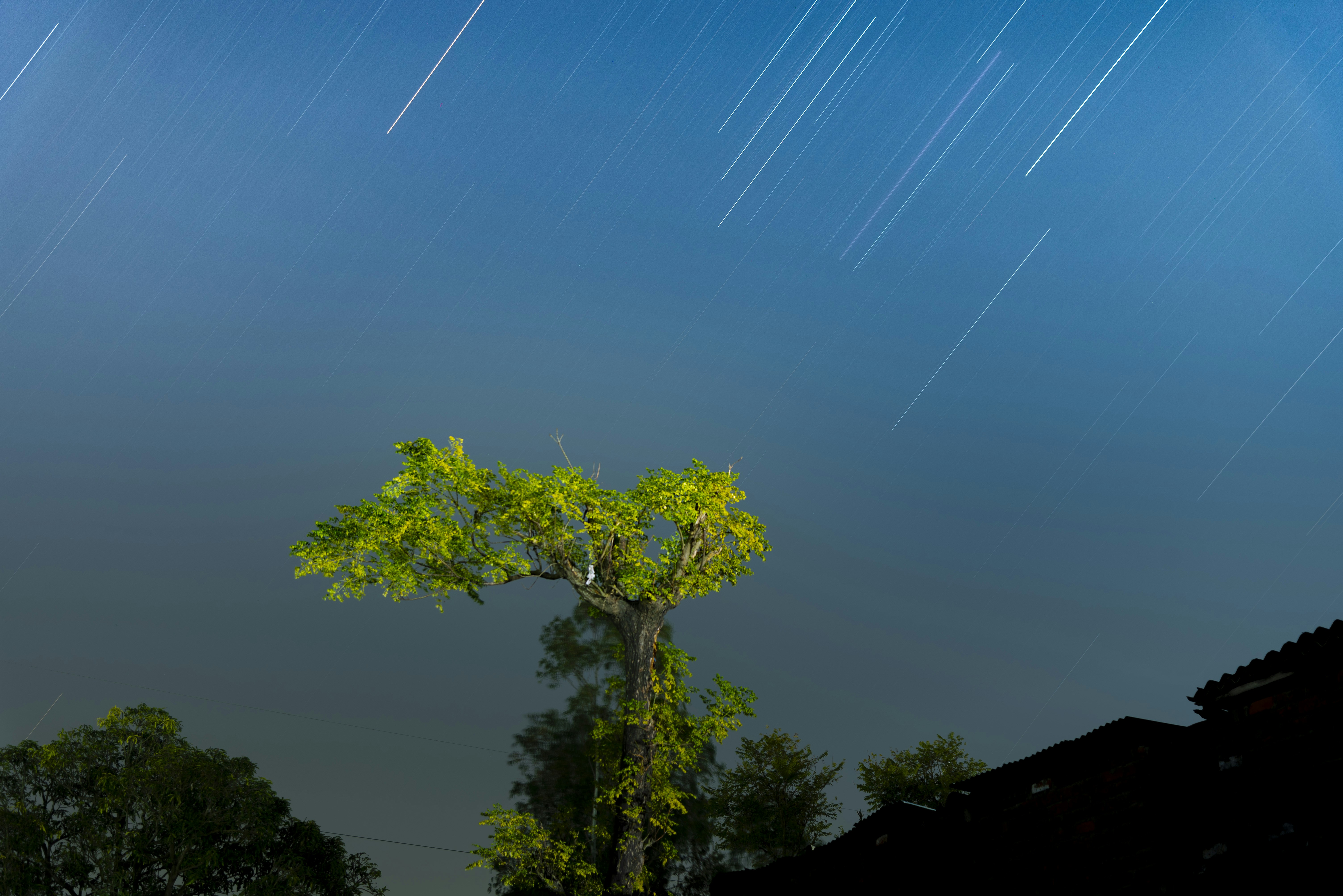 A tree in the middle of a night sky photo – Free Tree Image on Unsplash