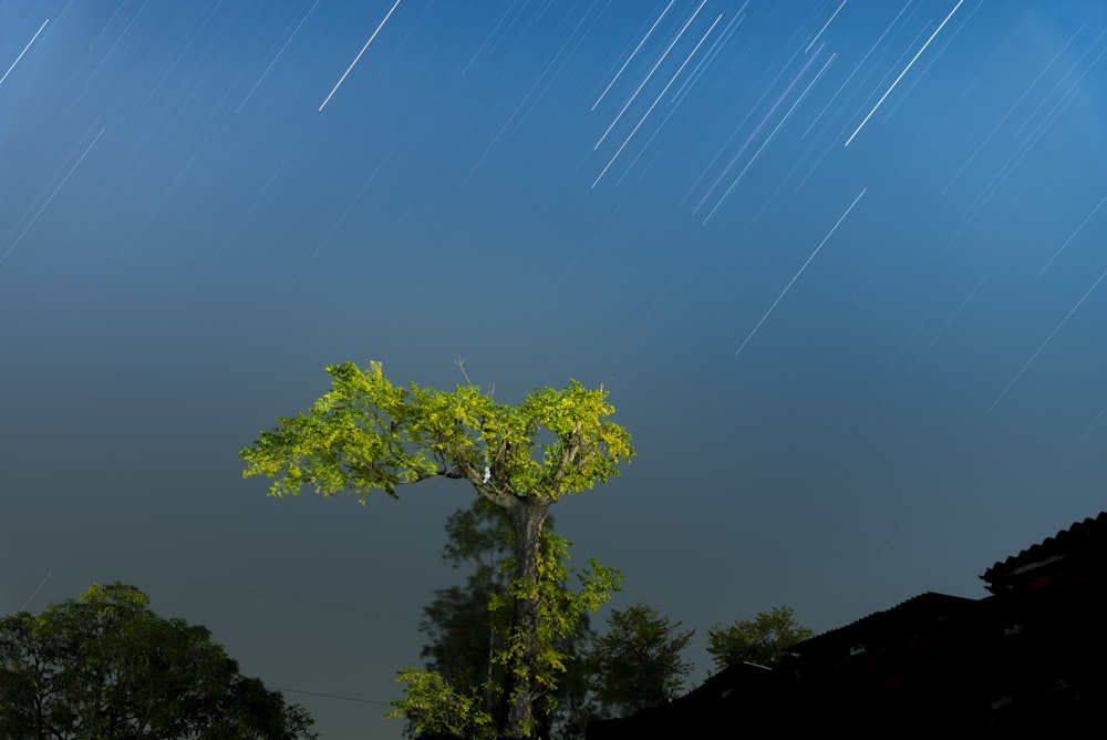 a tree in the middle of a night sky