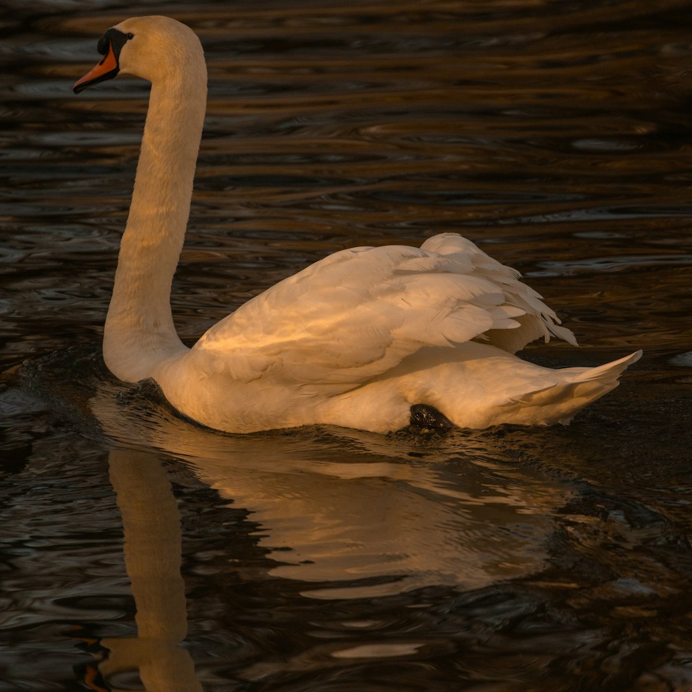 a white swan floating on top of a body of water