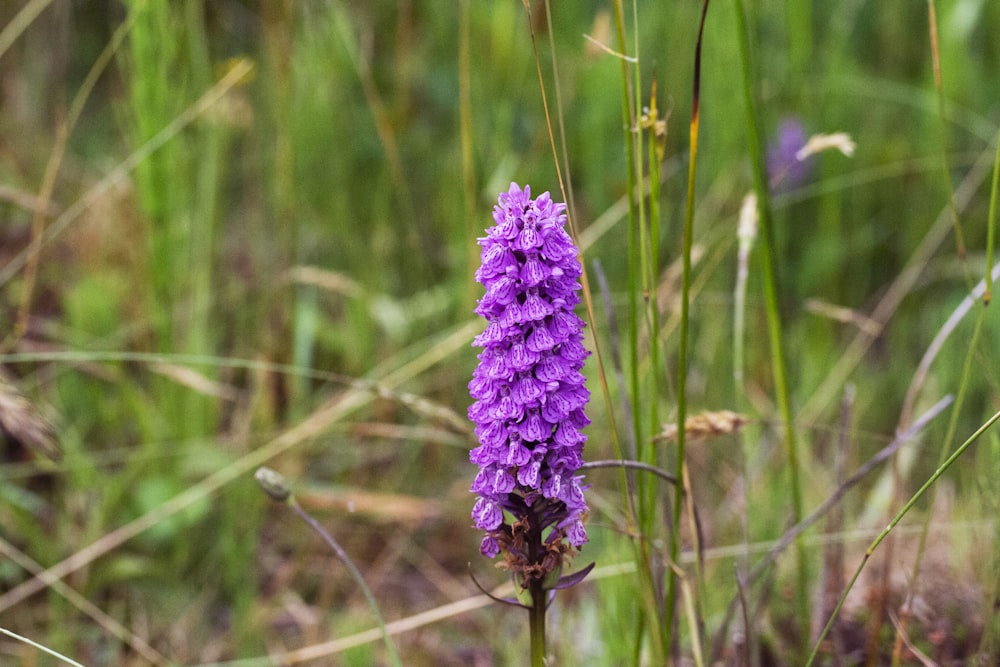 Una flor púrpura en un campo de hierba alta