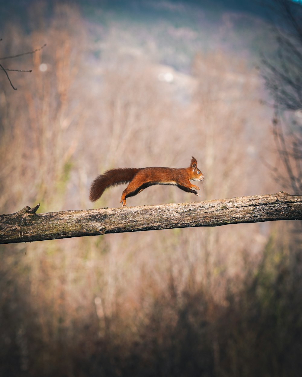 a squirrel is running on a tree branch