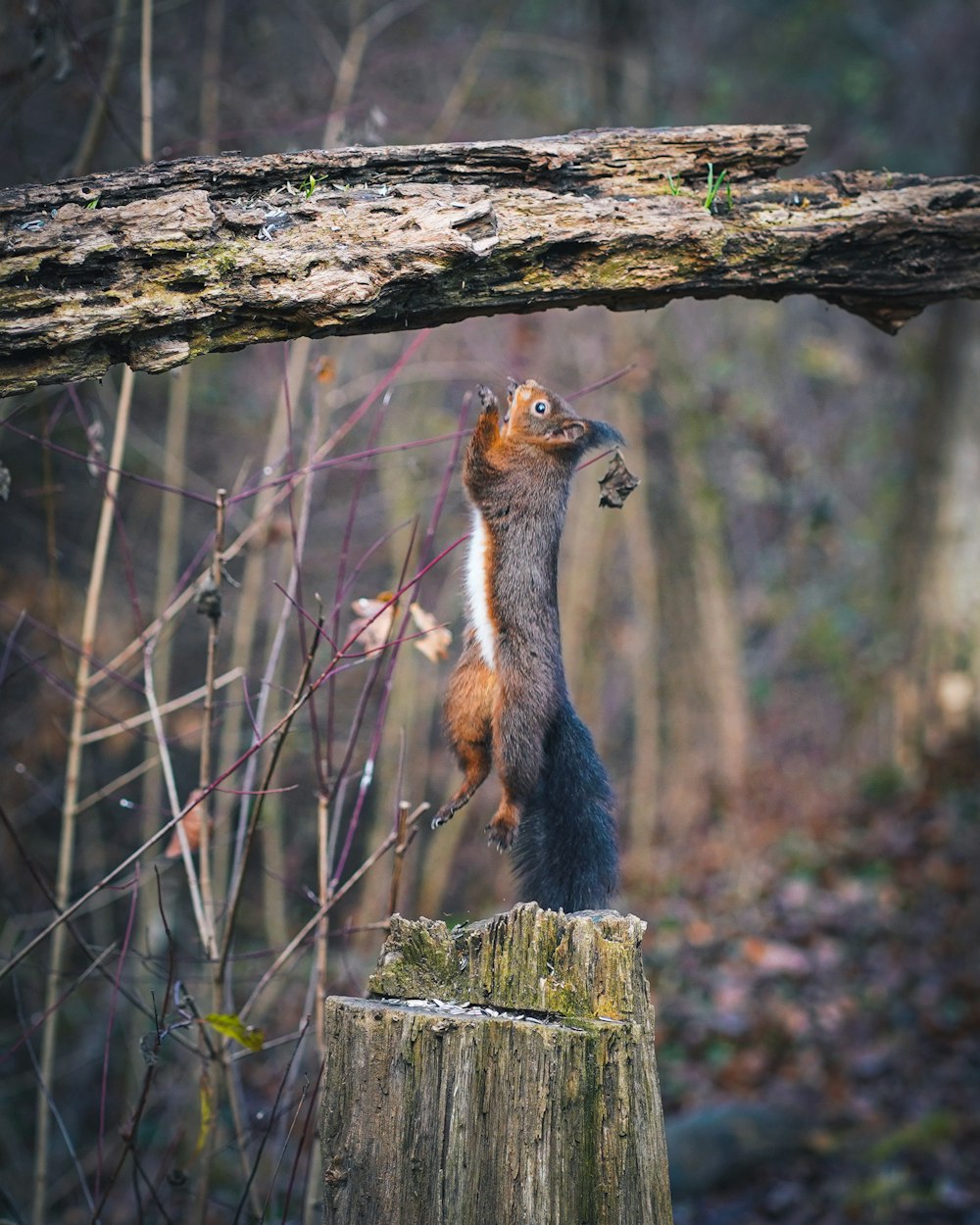 a squirrel standing on its hind legs on a tree stump