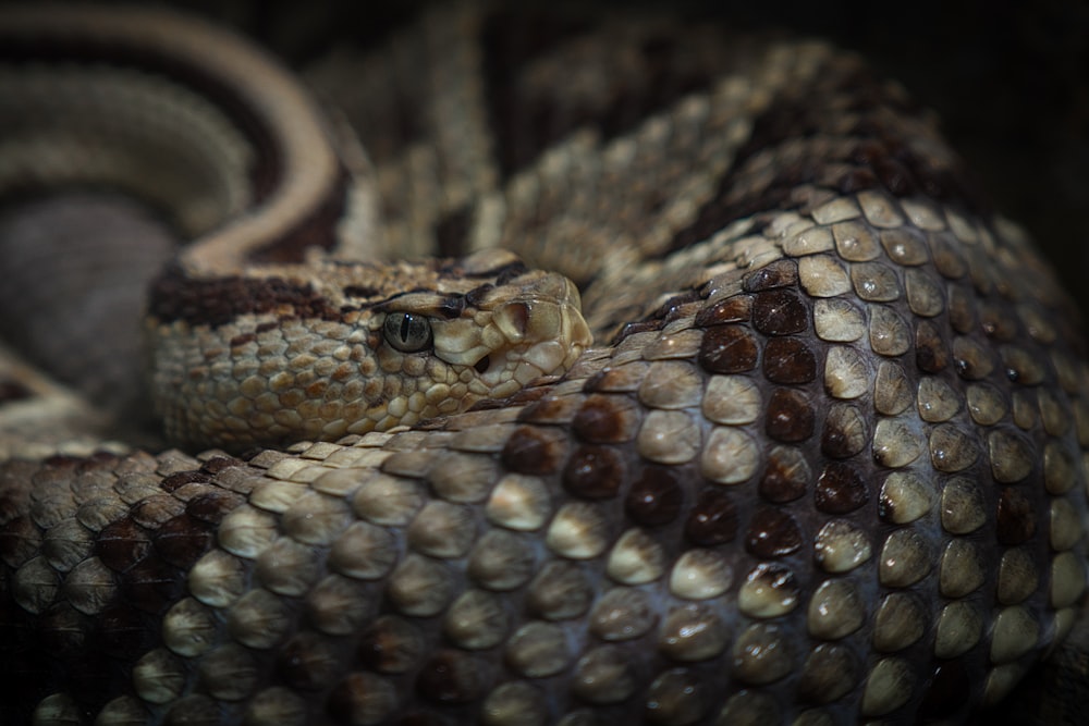 Gros plan d’un serpent sur fond noir