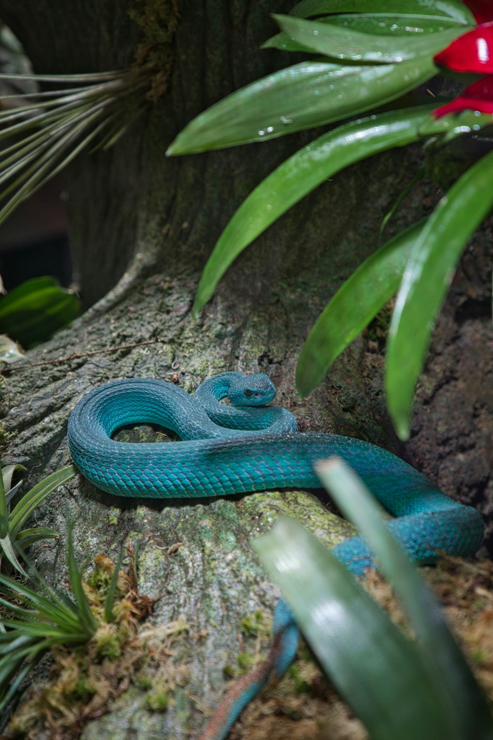 un serpent bleu assis sur une branche d’arbre