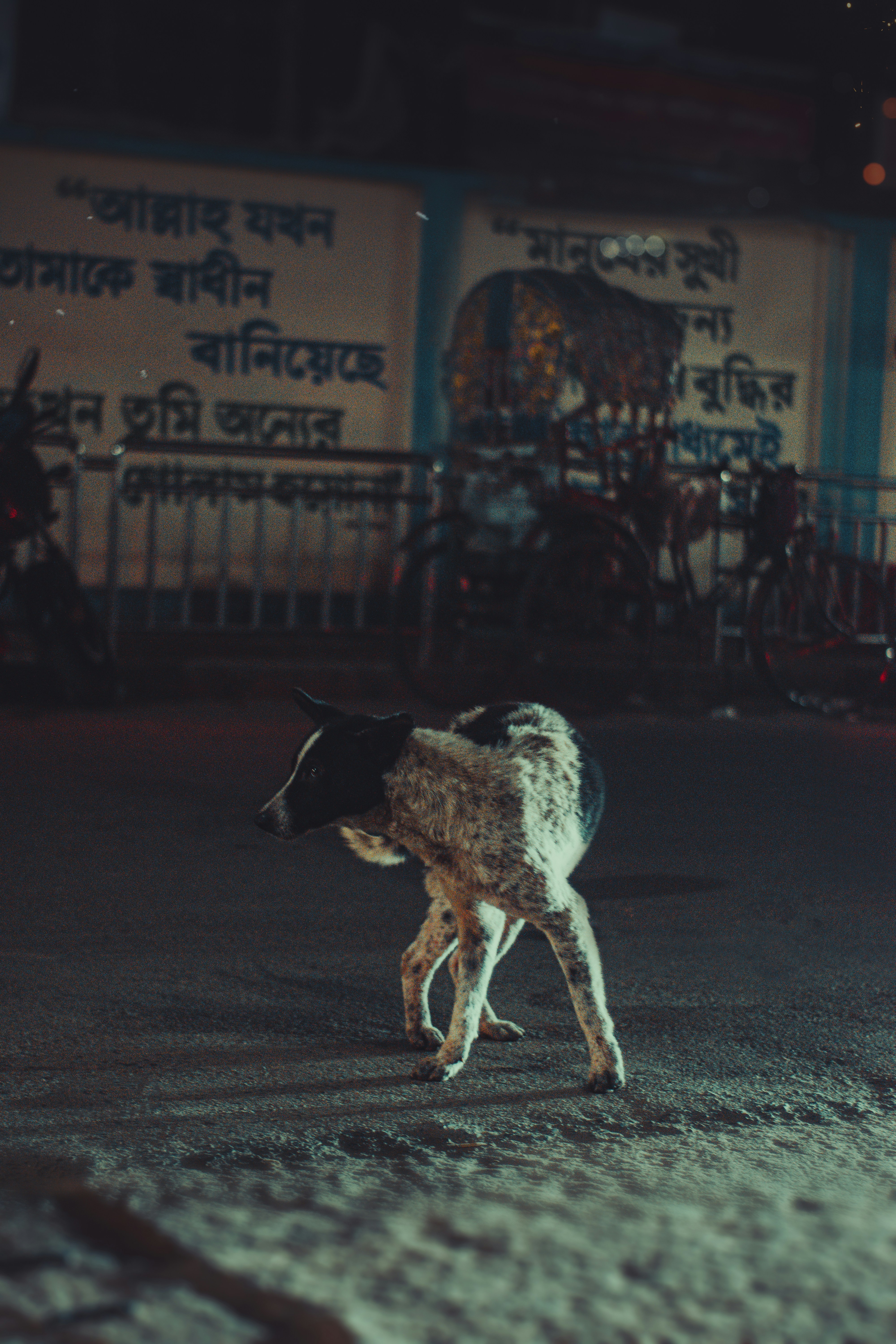 seekor anjing berdiri di tengah jalan