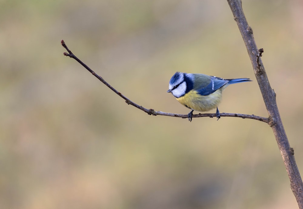 a small blue and yellow bird sitting on a branch