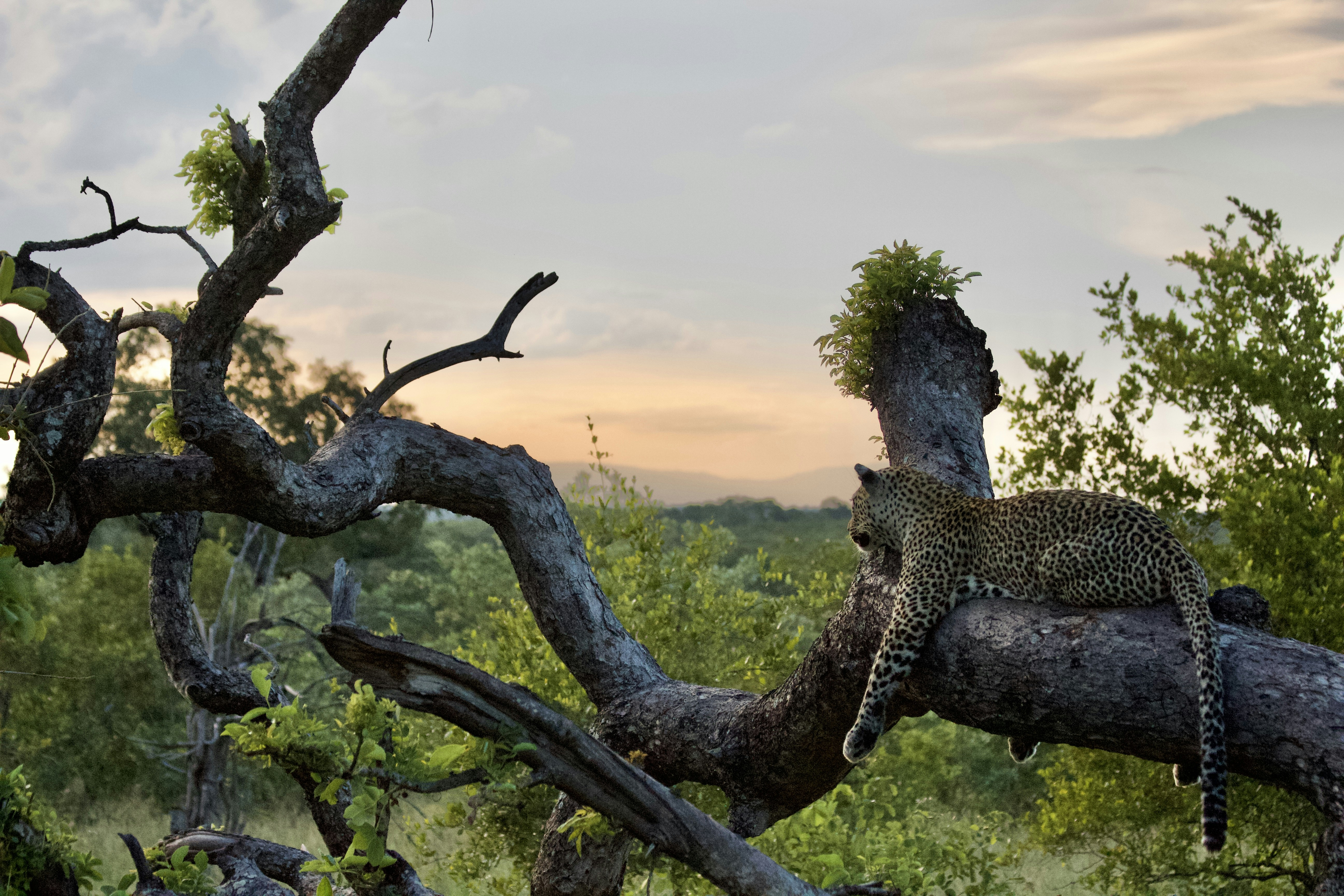 a leopard laying on top of a tree branch