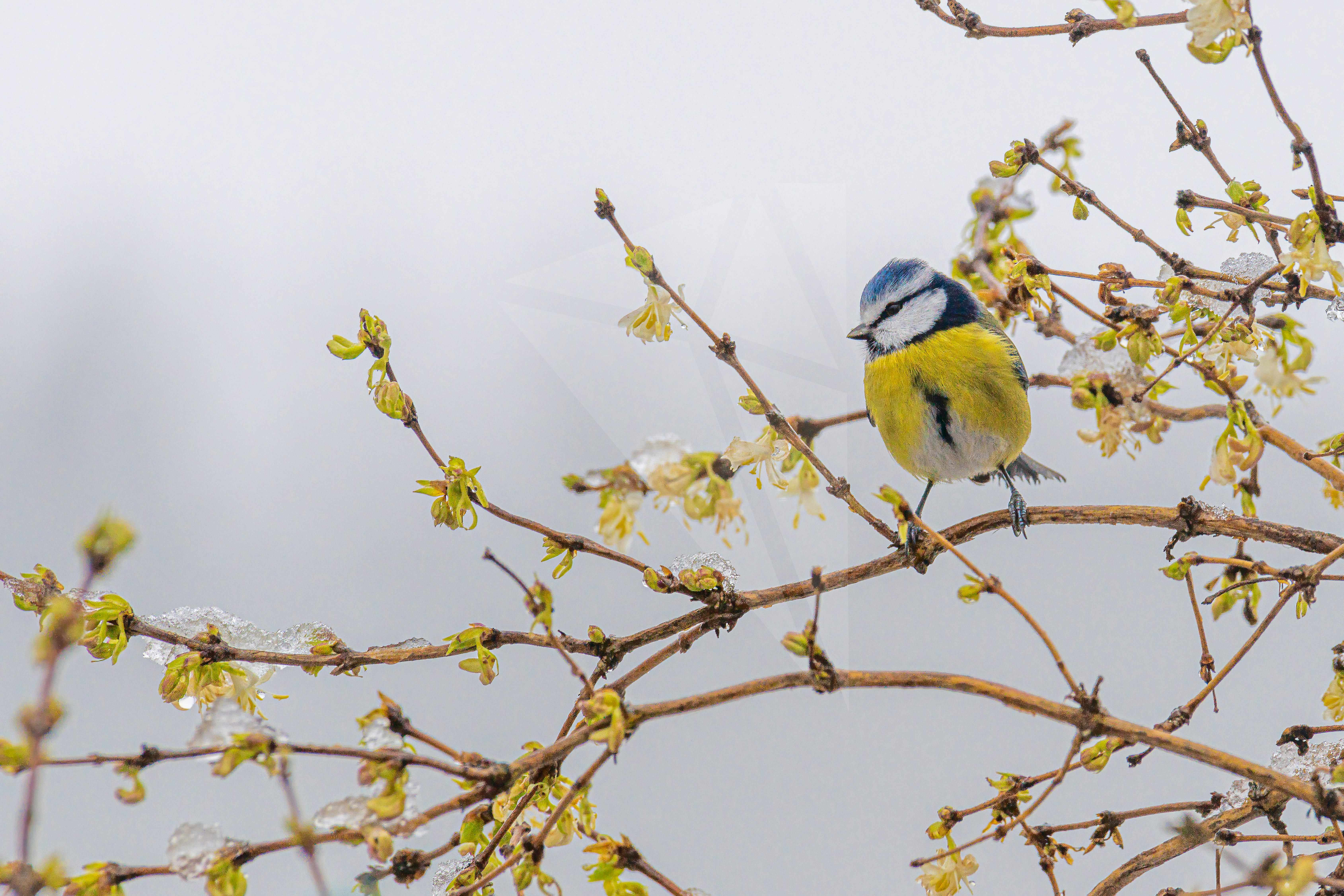 A blue and yellow bird sitting on a tree branch photo – Free Animal ...