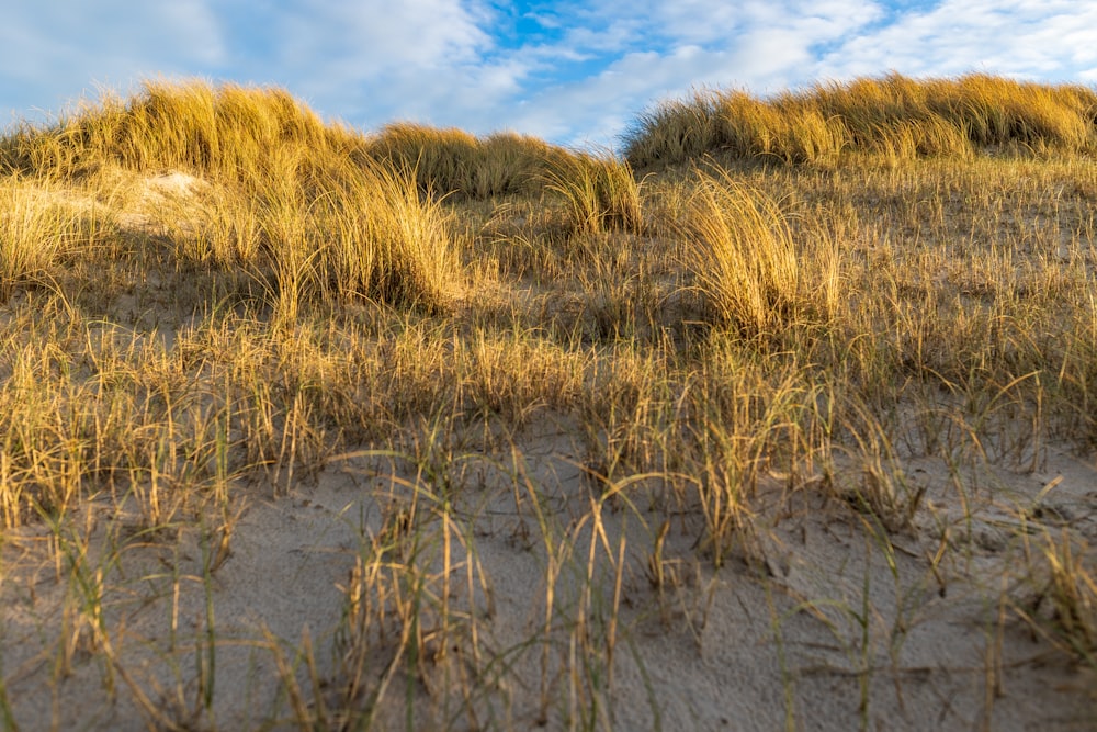 a sandy beach with grass growing on top of it