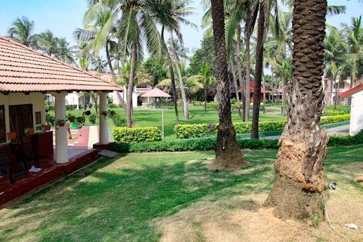 A landscaped garden with neatly trimmed grass, a variety of palm trees, and a traditional house with a tiled roof and a porch adorned with hanging plants. The setting is lush and verdant, suggesting a tropical environment.