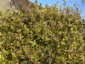 A before and after view of a cedar hedge transformation in a suburban yard