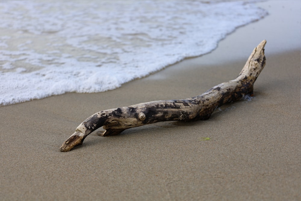 a piece of driftwood on a beach near the ocean