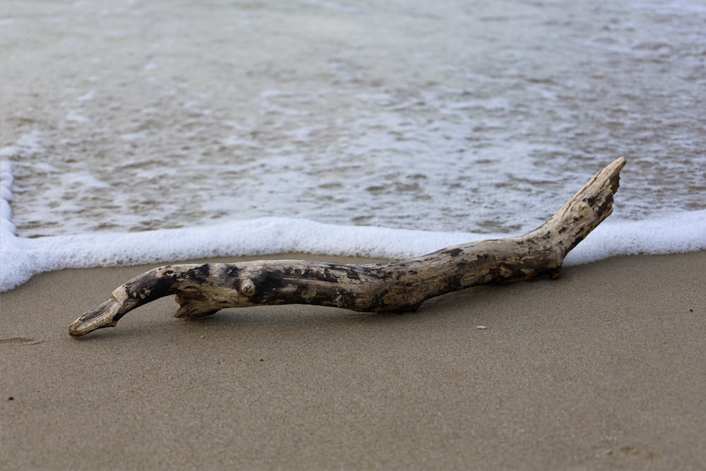 a piece of driftwood on a beach next to the ocean