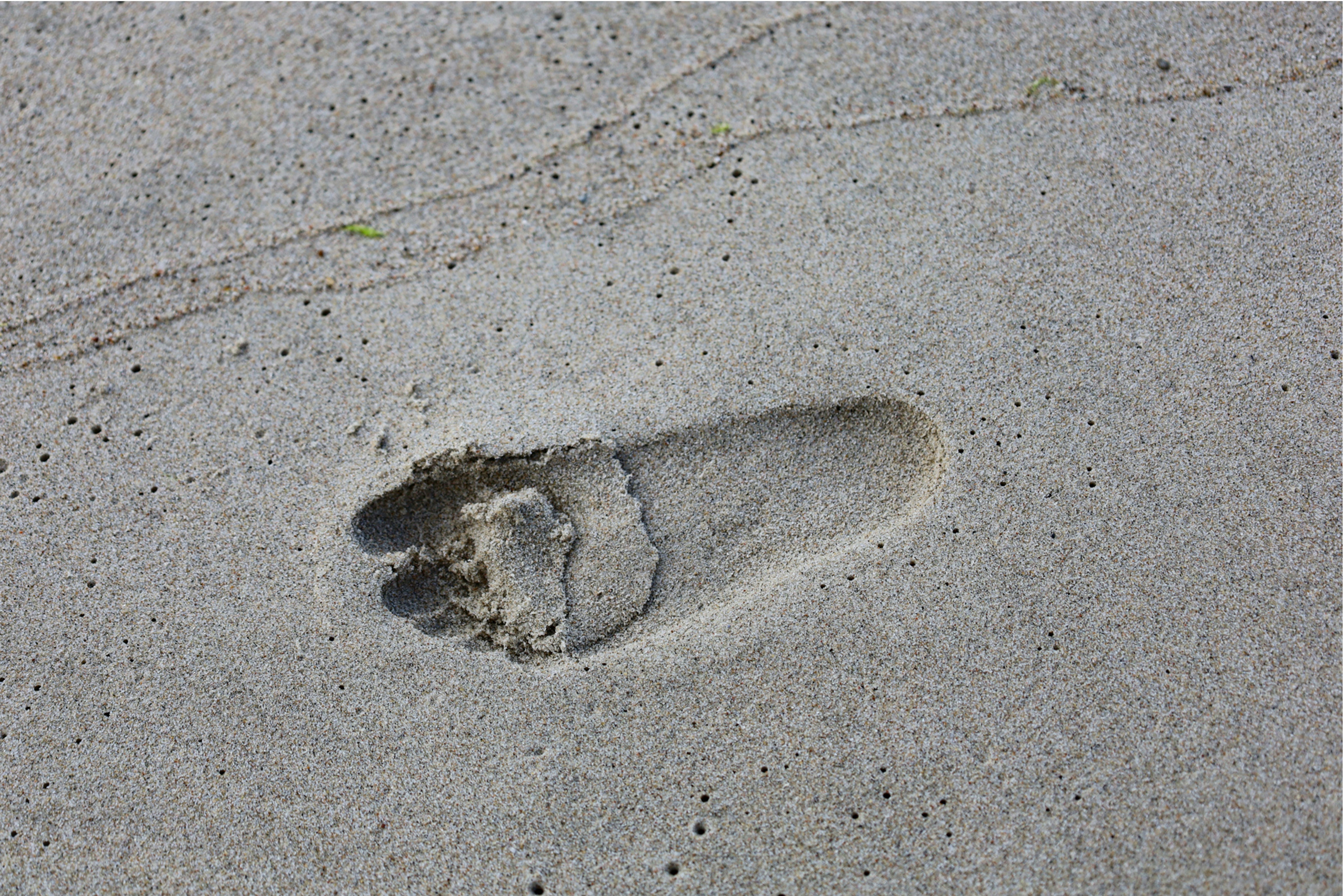 a small animal's foot prints in the sand
