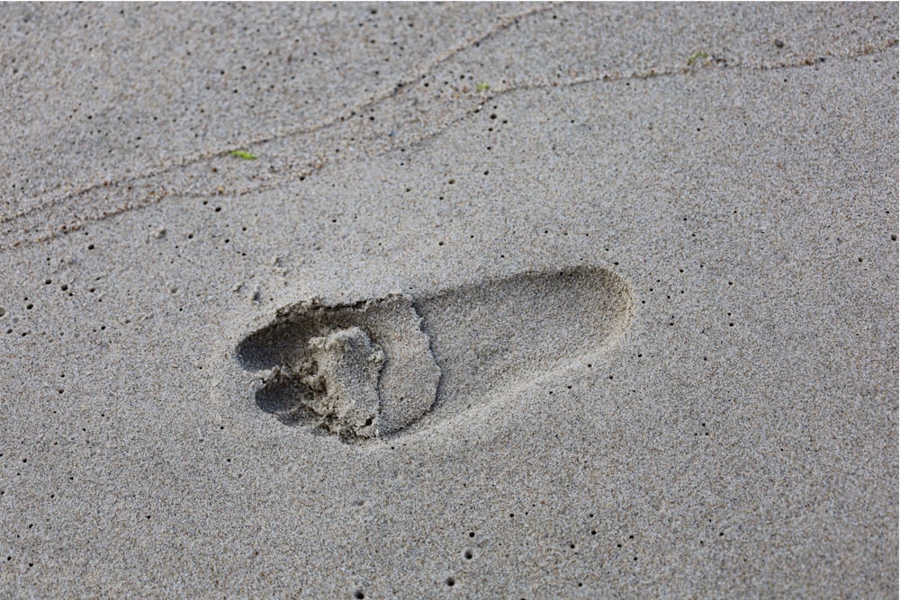 a small animal's foot prints in the sand