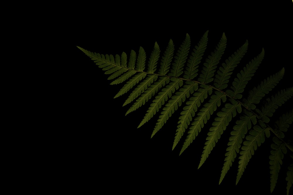 a close up of a green leaf on a black background