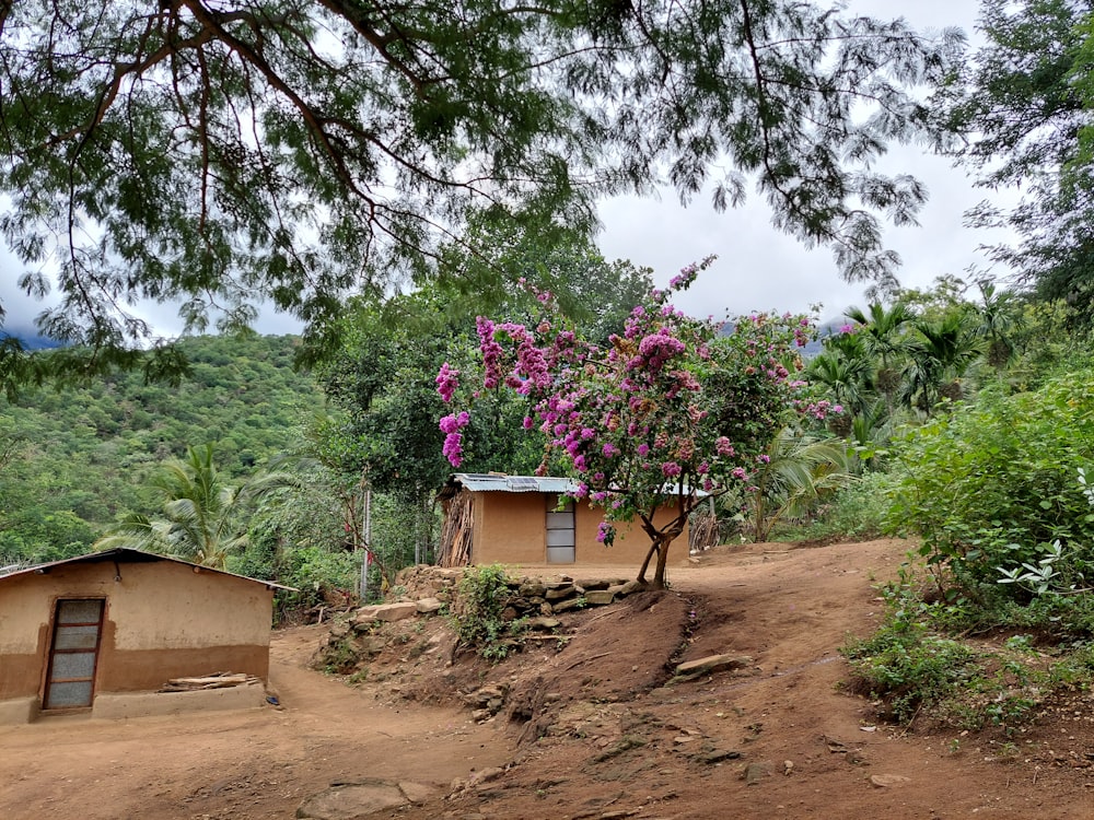 a dirt road with a house and a tree