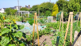 a garden filled with lots of green plants