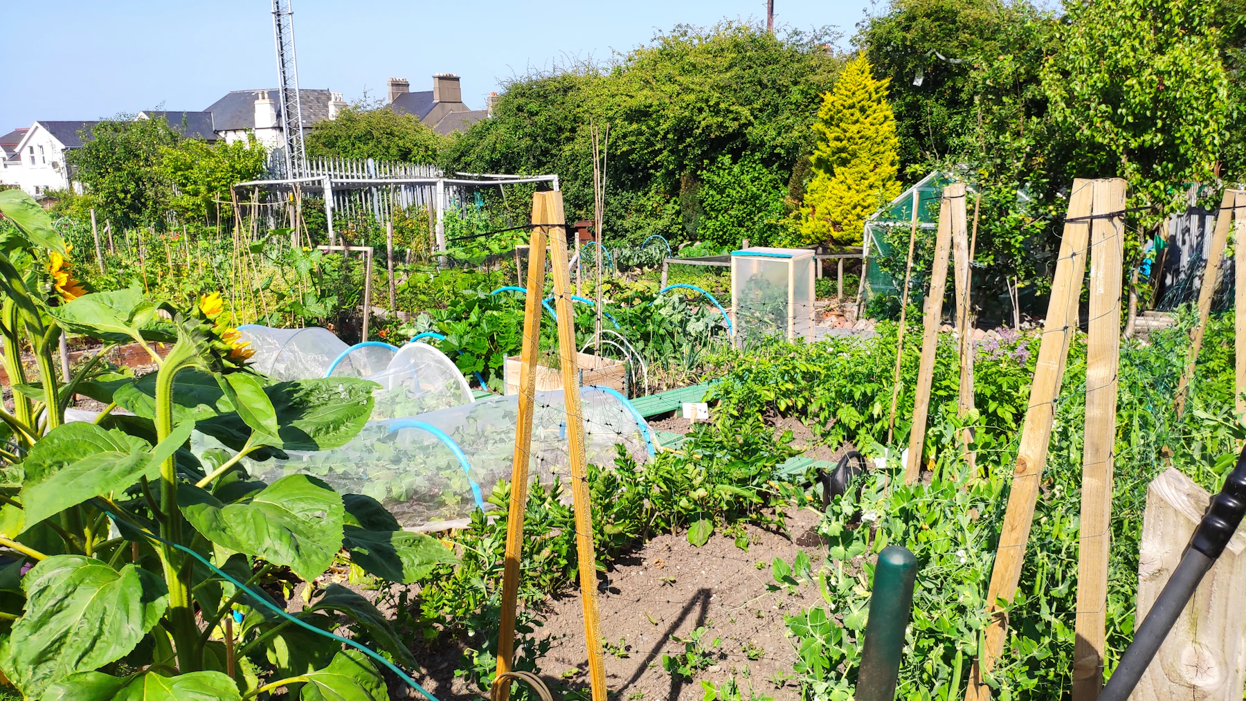 An allotment site in summer with cane supports, netted beds, sunflowers and sheds behind