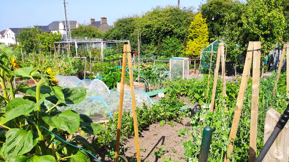 a garden filled with lots of green plants