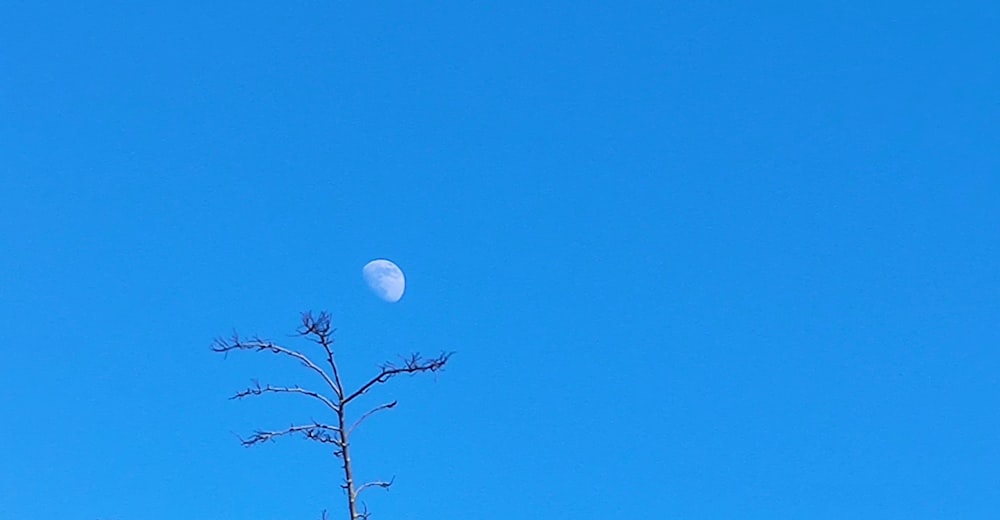 a tree with a half moon in the sky