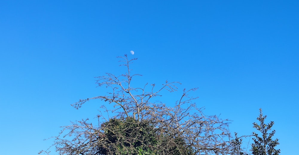 a tree with no leaves and a blue sky in the background