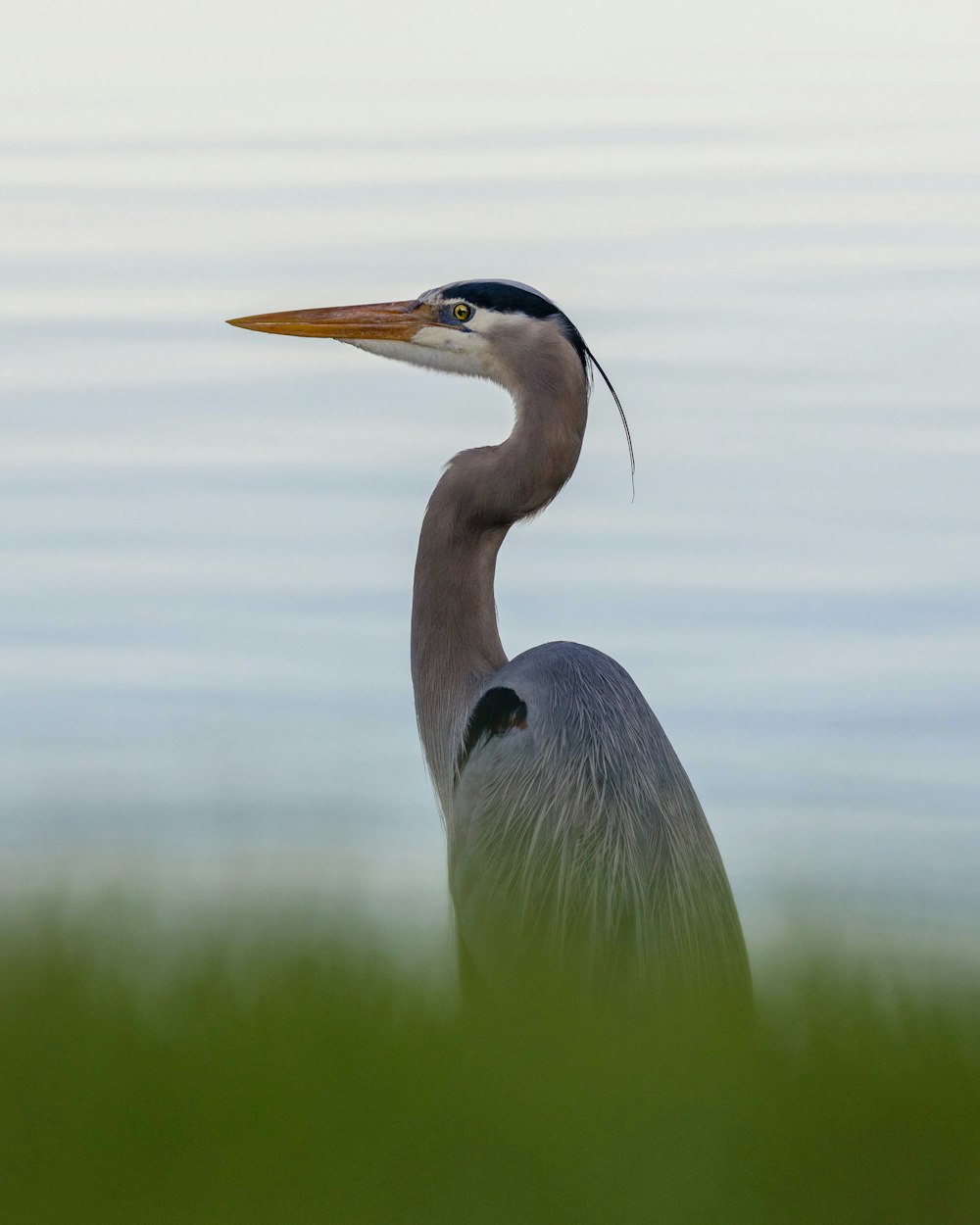 un oiseau avec un long cou debout dans l’herbe