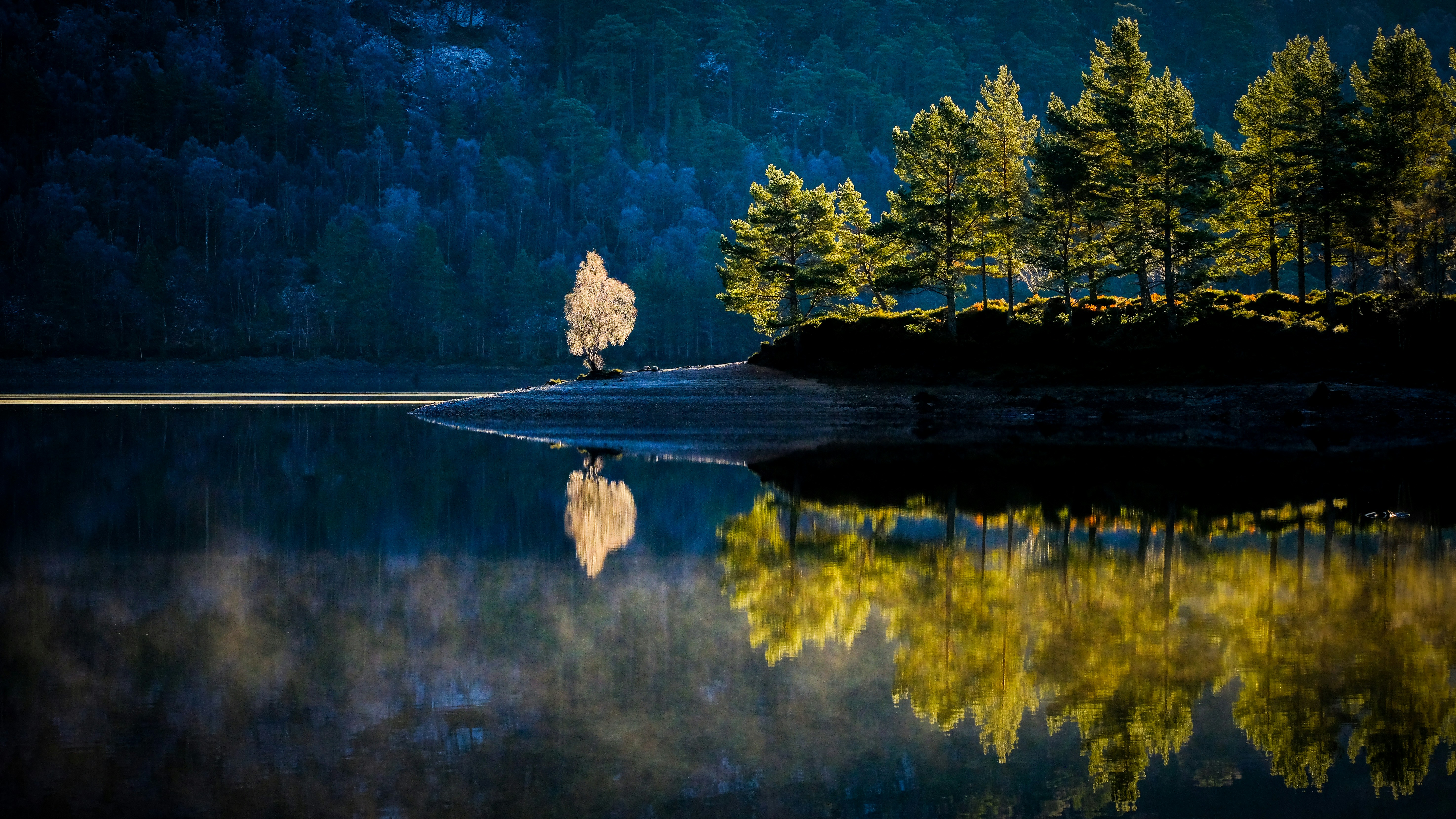 a lone tree is reflected in the still water of a lake