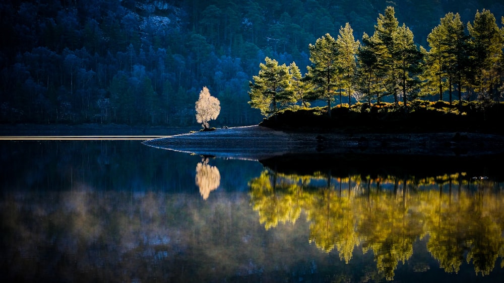 a lone tree is reflected in the still water of a lake