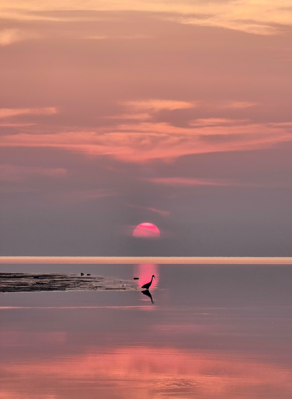 a bird flying over a body of water at sunset