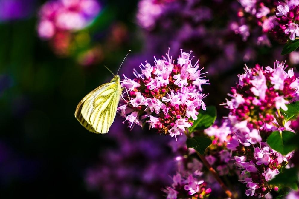 a yellow butterfly sitting on top of a purple flower