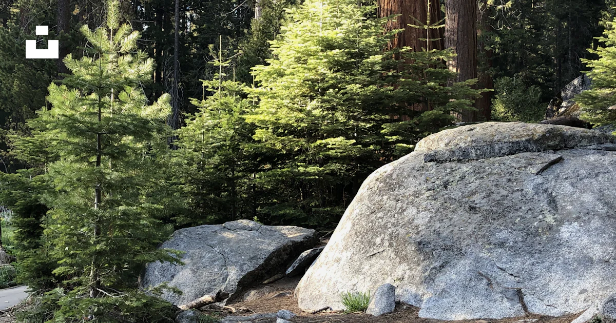 Large Rocks Forest A large rock in the middle of a forest photo – Free Sequoia national ...