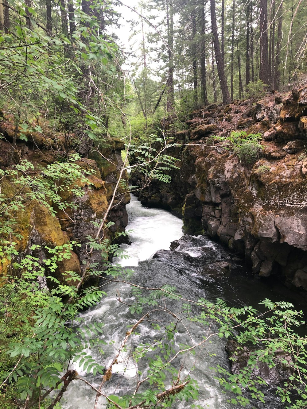 a river running through a lush green forest