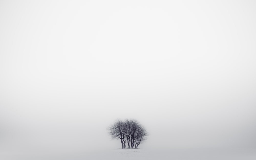 a lone tree in the middle of a snowy field