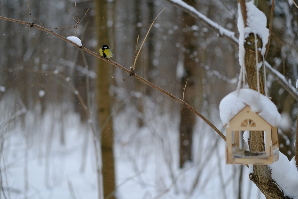 a bird feeder hanging from a tree in the snow