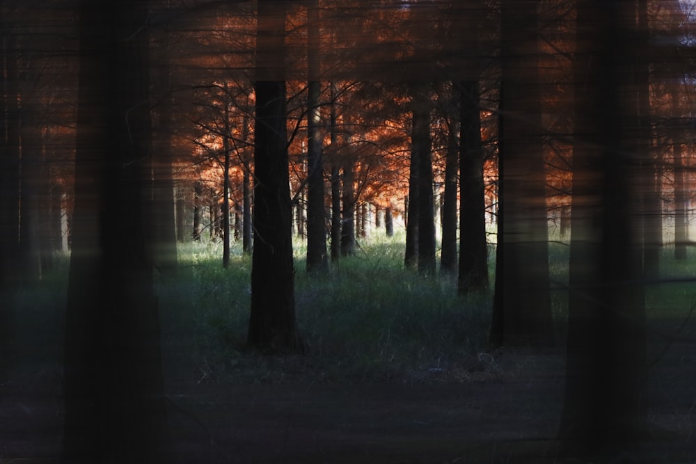 a blurry photo of a forest at night