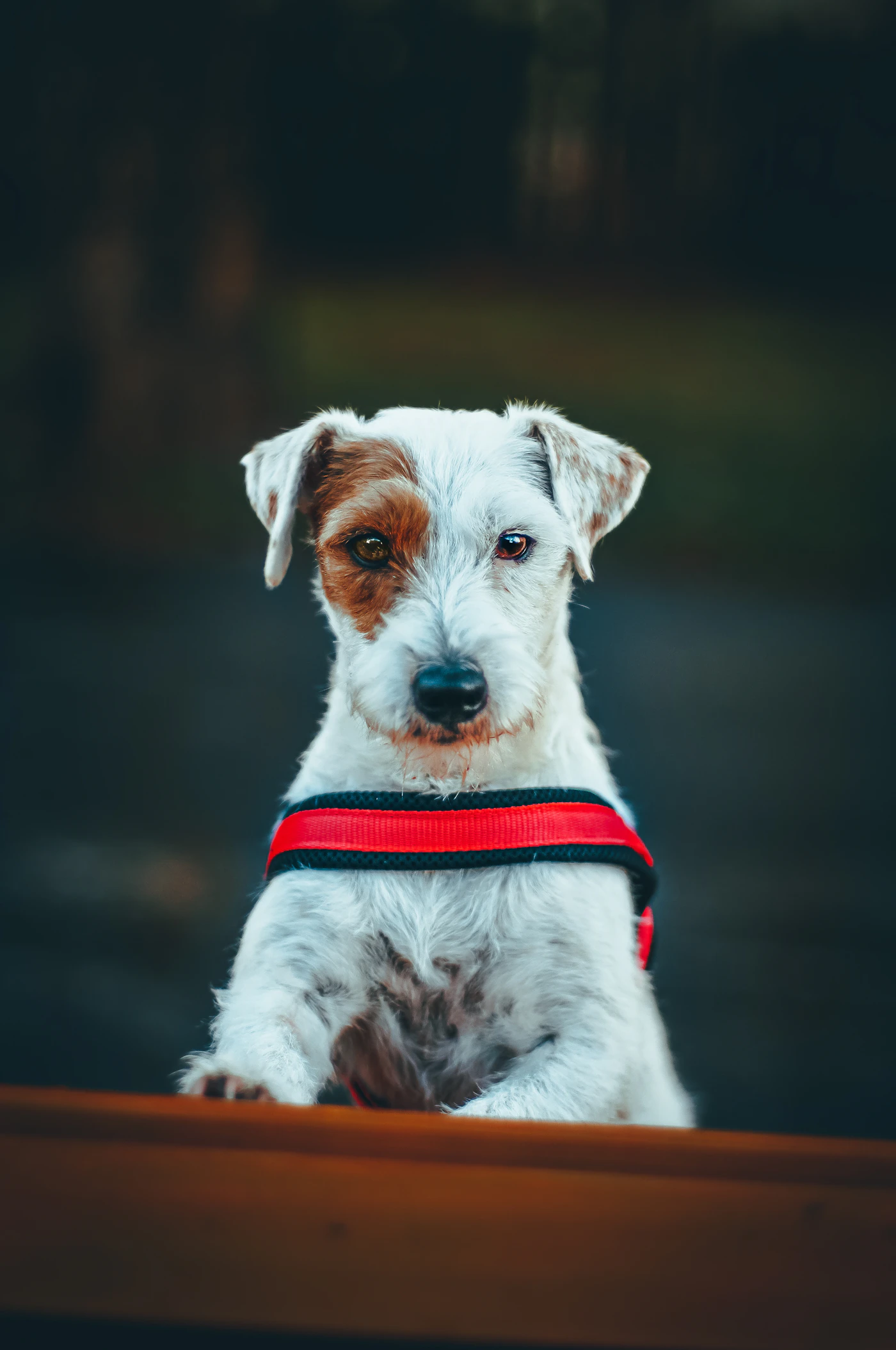 A white wire-haired terrier wearing a red and black harness sitting calmly on an outdoor bench