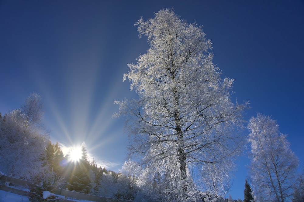 the sun shines brightly behind a frosty tree