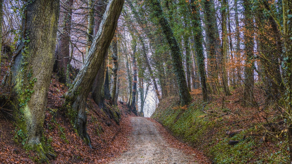 a dirt road surrounded by trees and leaves