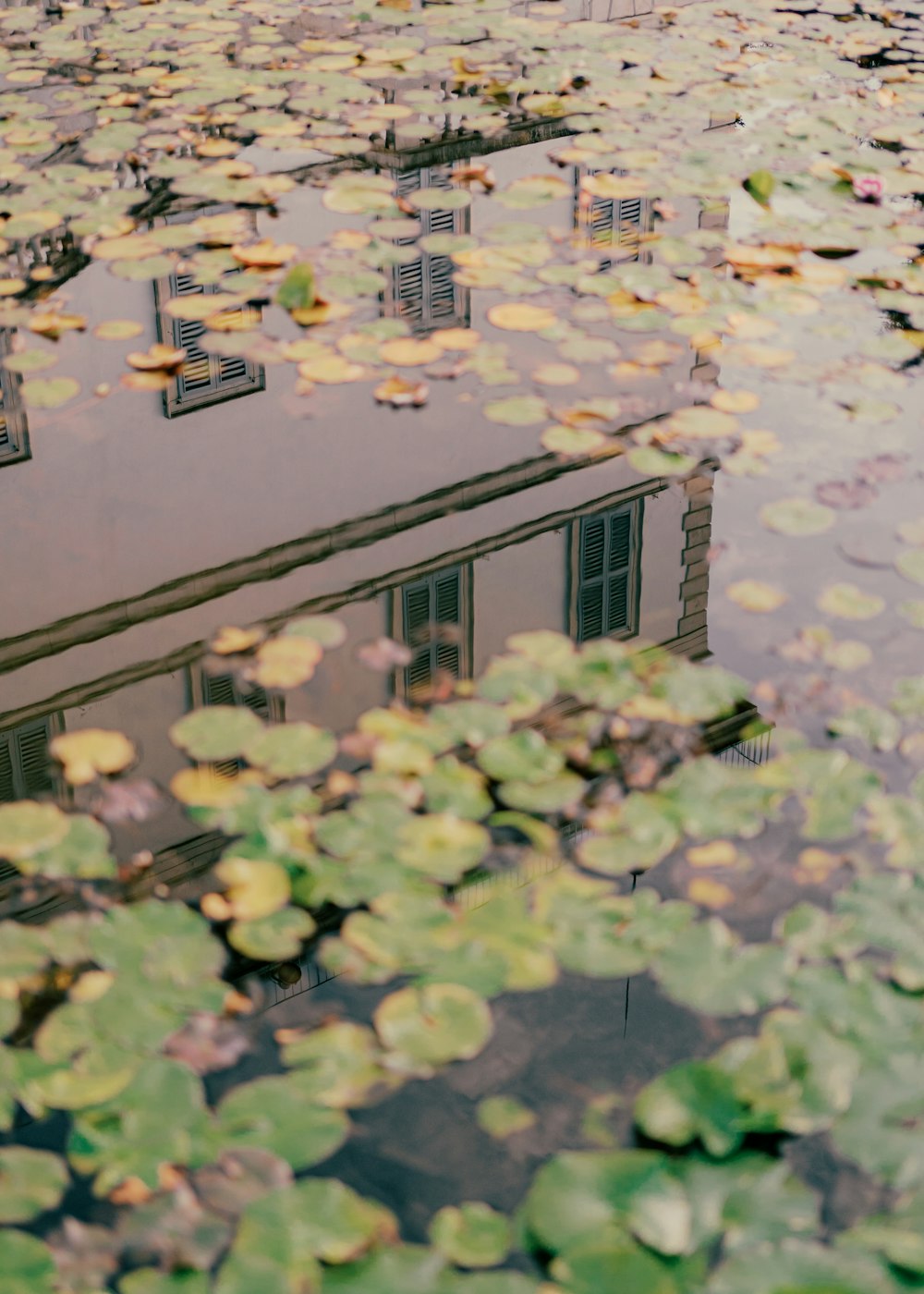 a reflection of a building in a pond of water lillies