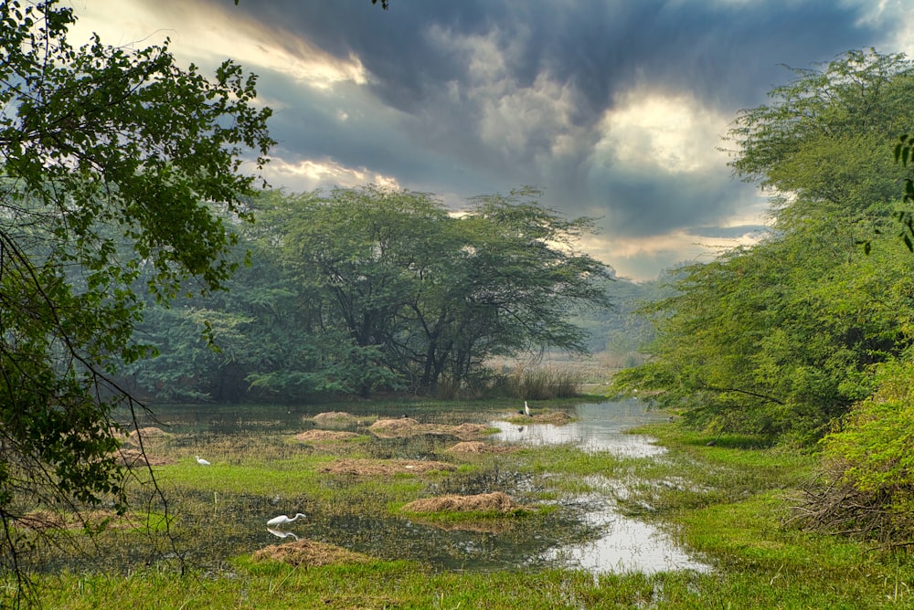 a river running through a lush green forest