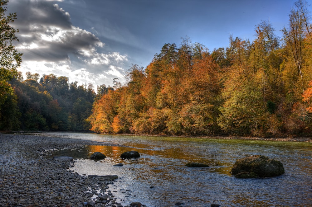 a river running through a forest filled with lots of trees