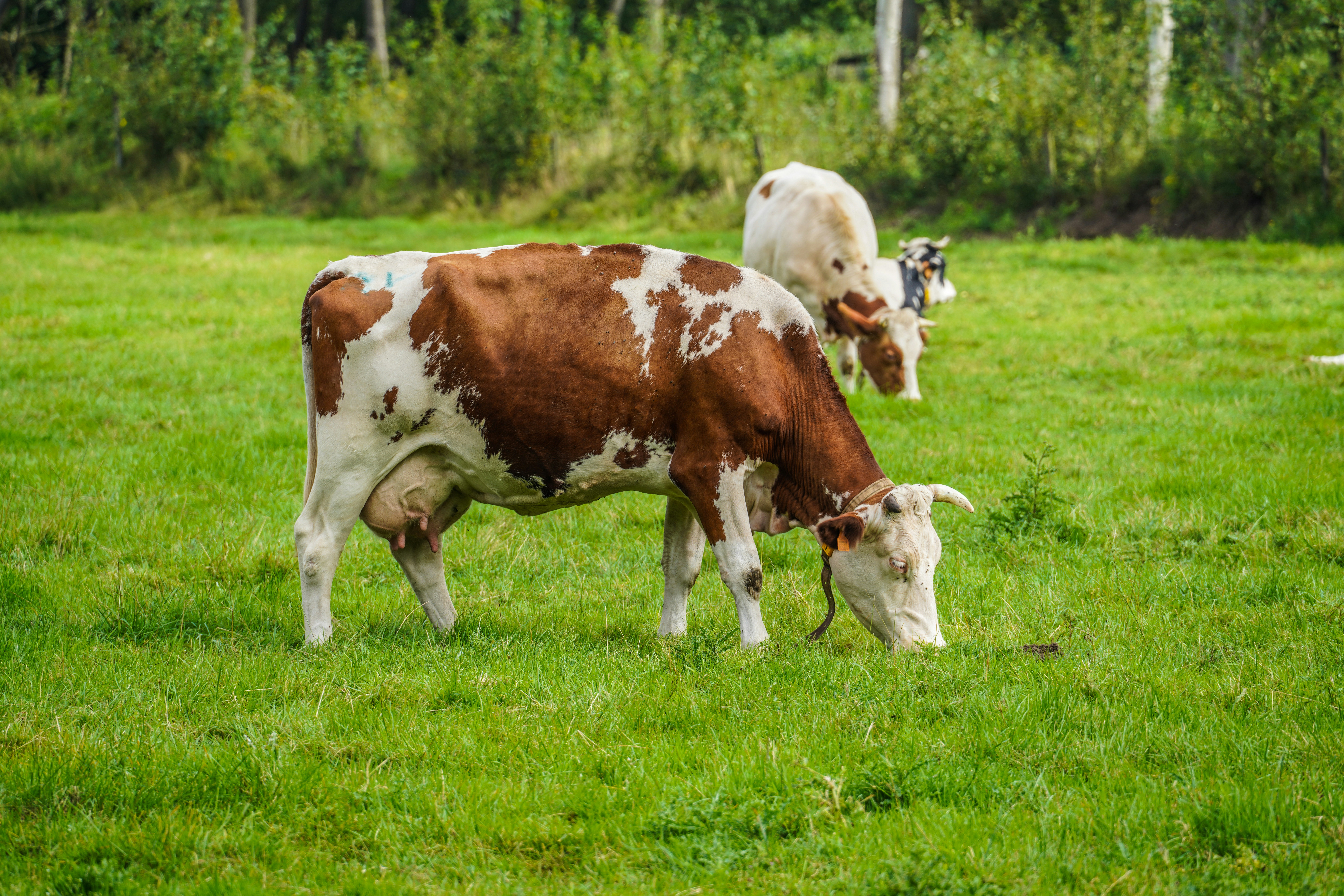 Photo by hooverpaul55